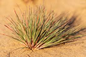 Attēlu rezultāti vaicājumam “Corynephorus canescens leaf”