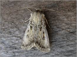 Attēlu rezultāti vaicājumam “Agrotis ripae”