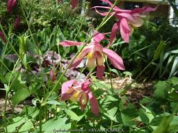 Image result for Aquilegia