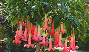 Image result for buaaambulancia