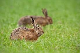 Attēlu rezultāti vaicājumam “Lepus europaeus”