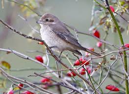 Image result for Lanius isabellinus