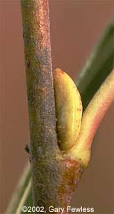 Attēlu rezultāti vaicājumam “Salix daphnoides subsp. acutifolia bud”