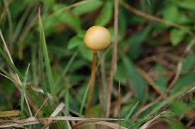 Attēlu rezultāti vaicājumam “Protostropharia alcis”