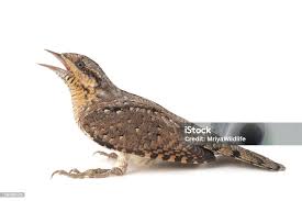 Image result for Jynx torquilla