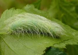 Attēlu rezultāti vaicājumam “Acronicta leporina larva”