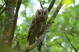 Image result for Otus scops