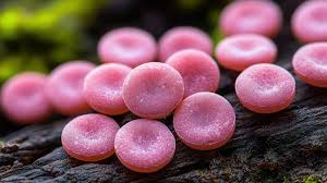 Attēlu rezultāti vaicājumam “Lycogala roseosporum macro”