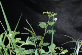 Attēlu rezultāti vaicājumam “Lycogala persicum sessile”