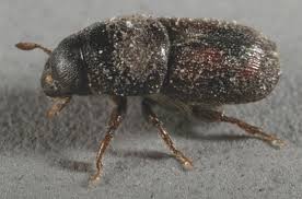 Attēlu rezultāti vaicājumam “Scolytus scolytus, Scolytus multistriatus”