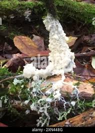 Attēlu rezultāti vaicājumam “Didymium spongiosum macro”