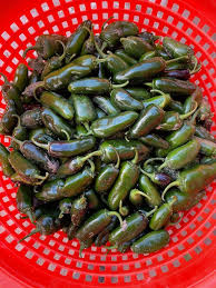 Afbeeldingsresultaat voor jalapeno early hot pepper