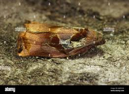 Attēlu rezultāti vaicājumam “Archips podana”