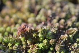 Attēlu rezultāti vaicājumam “Sedum sexangulare leaf”