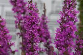 Attēlu rezultāti vaicājumam “Lythrum salicaria flower”