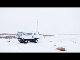 Image result for tundra buggy