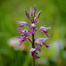 Attēlu rezultāti vaicājumam “Orchis militaris flower”