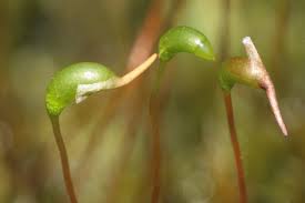Attēlu rezultāti vaicājumam “Calliergonella cuspidata sporophyte”