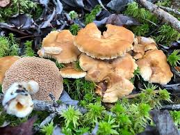 Attēlu rezultāti vaicājumam “Hydnum sp.”