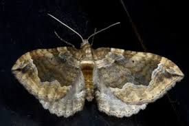 Attēlu rezultāti vaicājumam “Pelurga comitata”