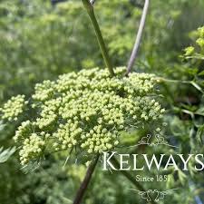 Attēlu rezultāti vaicājumam “Cenolophium denudatum leaf”