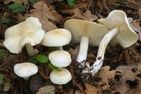 Attēlu rezultāti vaicājumam “Tricholoma album”