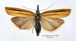 Attēlu rezultāti vaicājumam “Agriphila selasella”