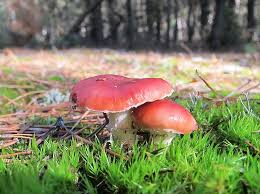 Attēlu rezultāti vaicājumam “Gomphidius roseus”