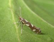 Attēlu rezultāti vaicājumam “Calybites phasianipennella”