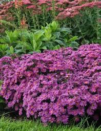 Image result for Aster novi-belgii
