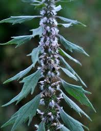 Attēlu rezultāti vaicājumam “Leonurus quinquelobatus flower”