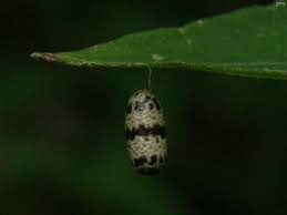 Attēlu rezultāti vaicājumam “Ichneumonidae cocoon”