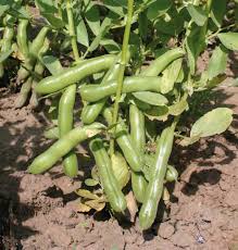 Image result for Dicke Bohnen