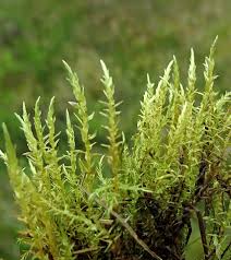 Attēlu rezultāti vaicājumam “Calliergon megalophyllum”