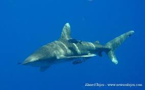 Image result for Carcharhinus longimanus