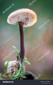 Attēlu rezultāti vaicājumam “Physarum auriscalpium macro”