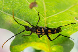 Attēlu rezultāti vaicājumam “Leptura annularis”