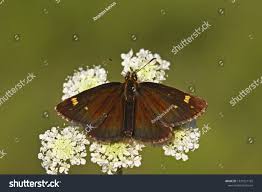 Attēlu rezultāti vaicājumam “Heteropterus morpheus”