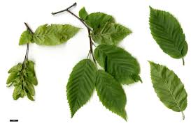 Attēlu rezultāti vaicājumam “Carpinus betulus leaf”