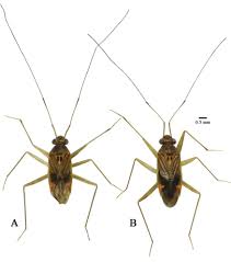 Attēlu rezultāti vaicājumam “Heteroptera”
