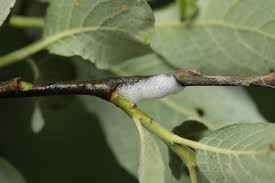 Attēlu rezultāti vaicājumam “Aphrophora salicina”