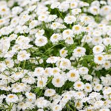 Image result for Tanacetum parthenium 'Tetraweiss'
