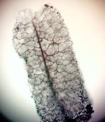 Attēlu rezultāti vaicājumam “Stemonitopsis subcaespitosa”