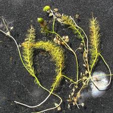 Attēlu rezultāti vaicājumam “Utricularia intermedia bud”