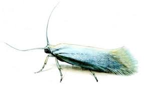 Attēlu rezultāti vaicājumam “Elachista argentella”