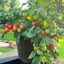 Afbeeldingsresultaat voor earl faux tomato