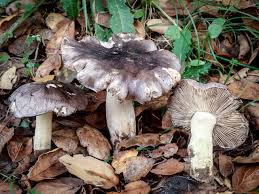 Attēlu rezultāti vaicājumam “Tricholoma sp.”