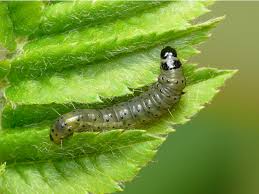 Attēlu rezultāti vaicājumam “Hedya nubiferana”