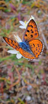 Attēlu rezultāti vaicājumam “Lycaena alciphron female”