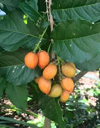 Attēlu rezultāti vaicājumam “Potentilla argentea fruit”